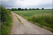 SJ9216 : Wheat field and farm track near Drayton Manor by Bill Boaden