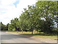 Trees along Station Road, Cole Green