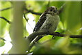 Juvenile Long-tailed Tit (Aegithalos caudatus), Melling