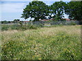 Fryent Country Park next to the Jubilee Line