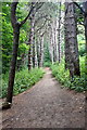 Path through pinewoods near Albert Road, Formby