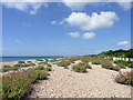 Beach vegetation at Aldwick