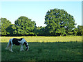 Horse-grazed field, Langley Green, Crawley