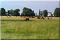 Deer in Bushy Park, 1987