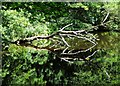 SK3087 : Wolf Wheel Millpond in The Rivelin Valley by Neil Theasby