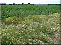 Sugar beet crop by Redhouse Farm