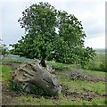 Upturned tree stump and horse chestnut