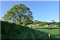 Byway with oak tree