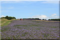 SP1034 : Lavender fields in early July by Roger Davies