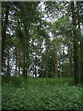 TL6399 : Pheasant Wood by JThomas