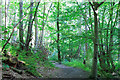 Summer sunlight - path in Blakes Wood, Little Baddow