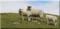 SE0187 : Sheep near Aysgarth by Dave Pickersgill