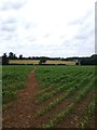 Field view heading towards Ashby St Ledgers