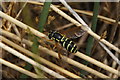 The hoverfly Chrysotoxum festivum, Birkdale dunes