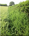 Edge of field, Greystones