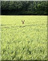 Deer in the barley, Fovant