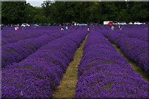 TQ2760 : Lavender fields open to the public, Mayfield Lavender Farm by Christopher Hilton
