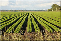SD3311 : Field of carrots from Headbolt Lane, Halsall Moss by Mike Pennington