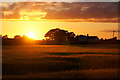 SD4000 : Sunset over a field of barley, Melling by Mike Pennington