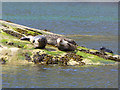 NG4819 : Seals in Loch na Cuilce by Oliver Dixon