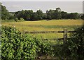 Cattle pasture, Dinton