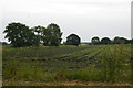 Fields at Royal Oak, near Bickerstaffe