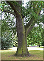 Noble tree in Pittville Park