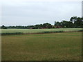 Crop field, Mundford