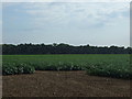 Potato crop, Croxton Park