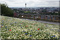 Wild flower meadow on Everton Brow