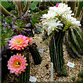 Flowering cacti near Winkleigh, Devon