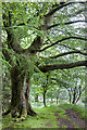 Path by the River Devon