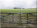 Field under clouds