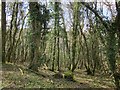 SX3476 : Hollygrove Wood by Derek Harper