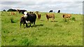 Suckler Cows And Calves Near Hawksland