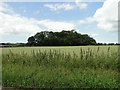 A copse called The Rookery from Clay Lane