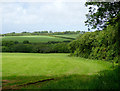 Pasture near Edistone, Devon