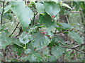 NT6342 : Birch leaves with mite galls by M J Richardson