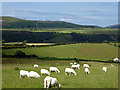 Grazing near Cefn Llwyd