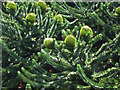 Monkey Puzzle tree by Attwater Lane