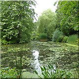 SX9193 : Pond, University of Exeter, Reed Hall gardens by David Smith