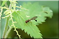 SJ4094 : The hoverfly Baccha elongata, Croxteth Country Park by Mike Pennington
