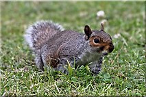SJ3681 : Grey squirrel, Eastham by El Pollock