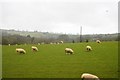 Sheep grazing, Hewish