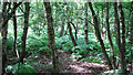 Birches in Knettishall Heath