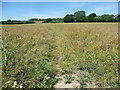 Footpath to the North Downs Way