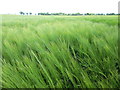 Wheat field near to Clay?s Farm