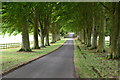 Avenue of trees at Hinton St Mary