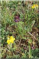 Selfheal & Birdsfoot Trefoil