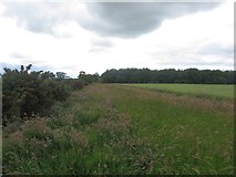 NT9639 : Arable field margin near Watchlaw by Graham Robson